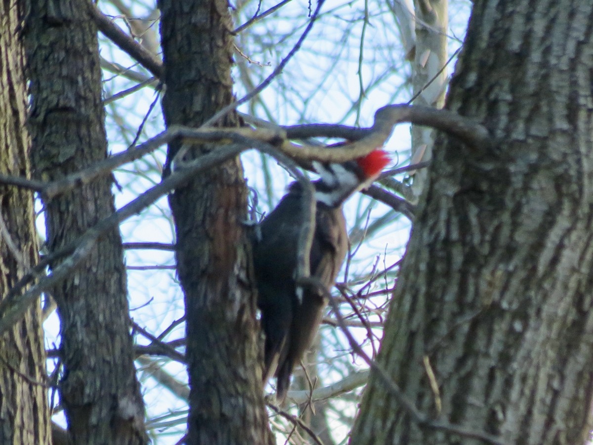 Pileated Woodpecker - ML616282753