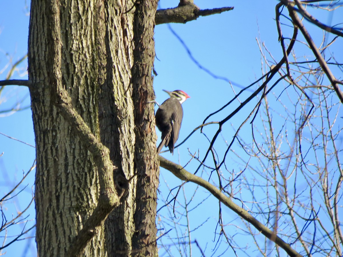 Pileated Woodpecker - ML616282757