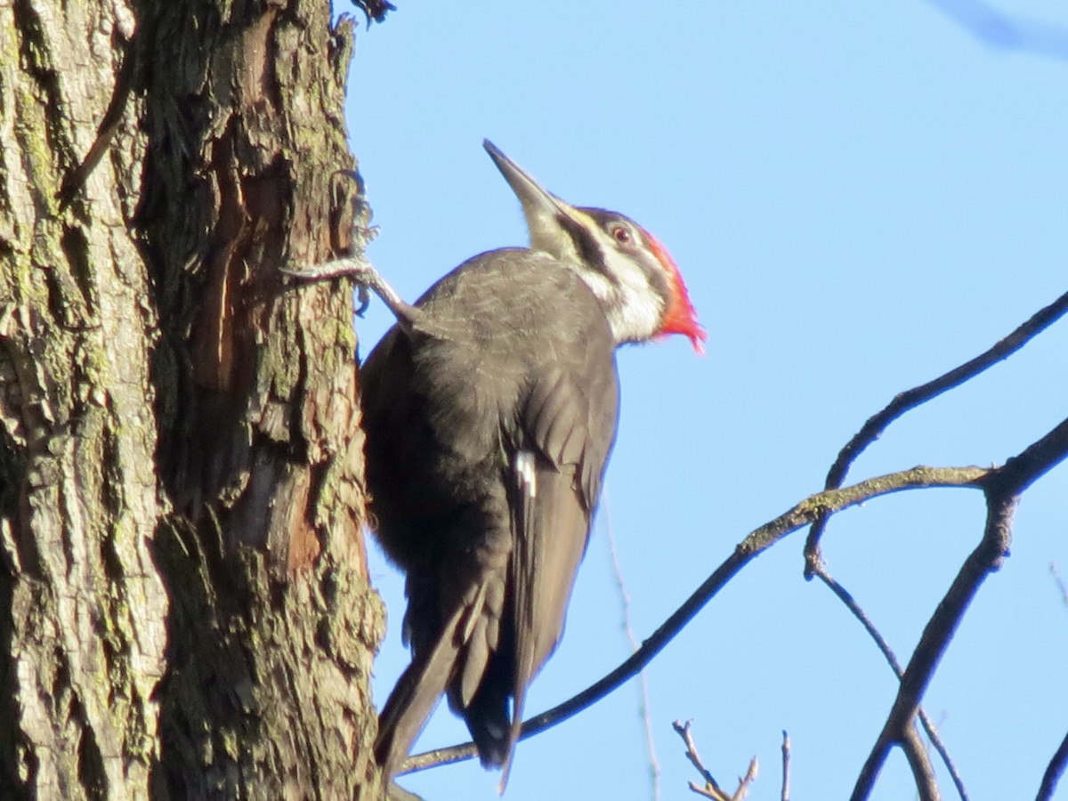 Pileated Woodpecker - ML616282758
