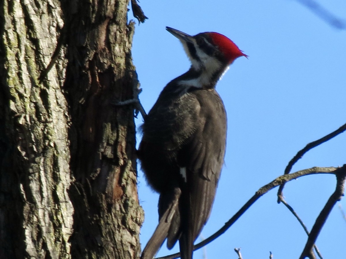 Pileated Woodpecker - ML616282767