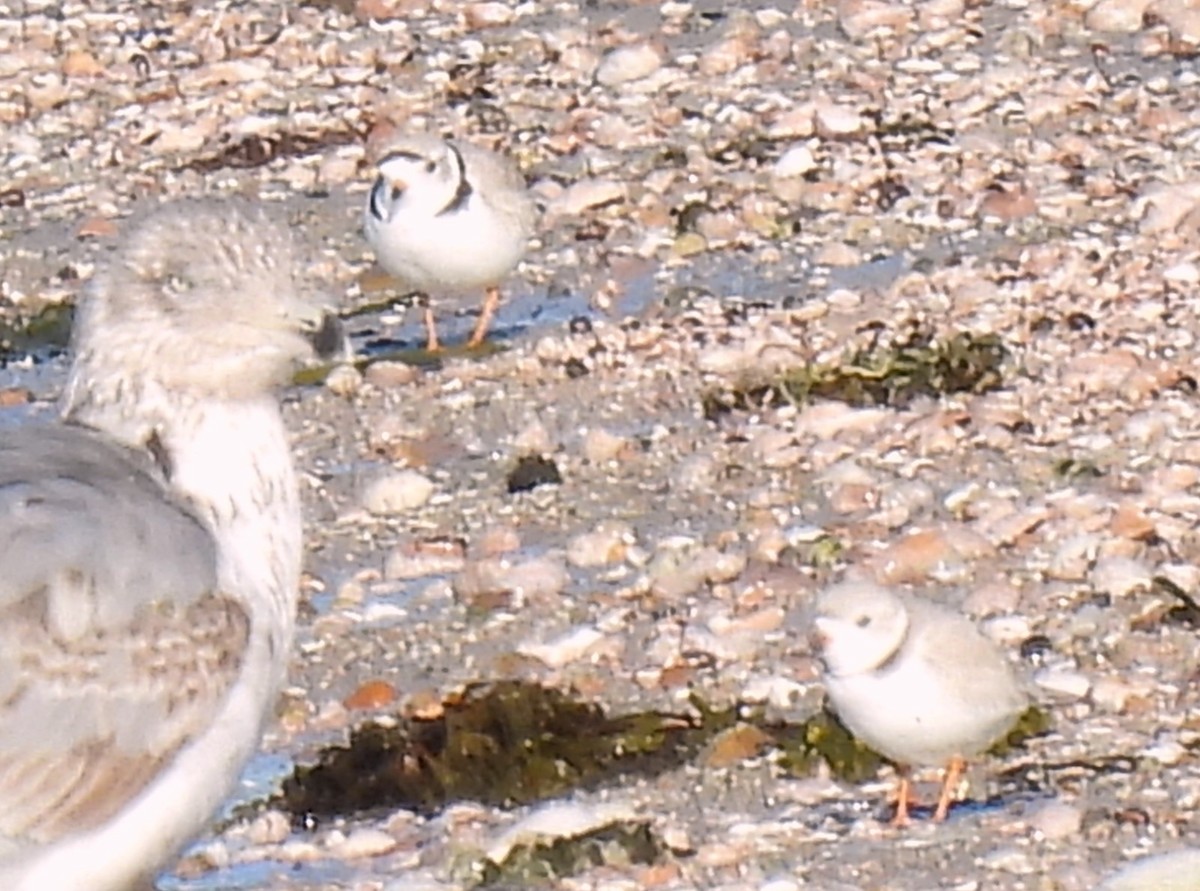 Piping Plover - ML616282927