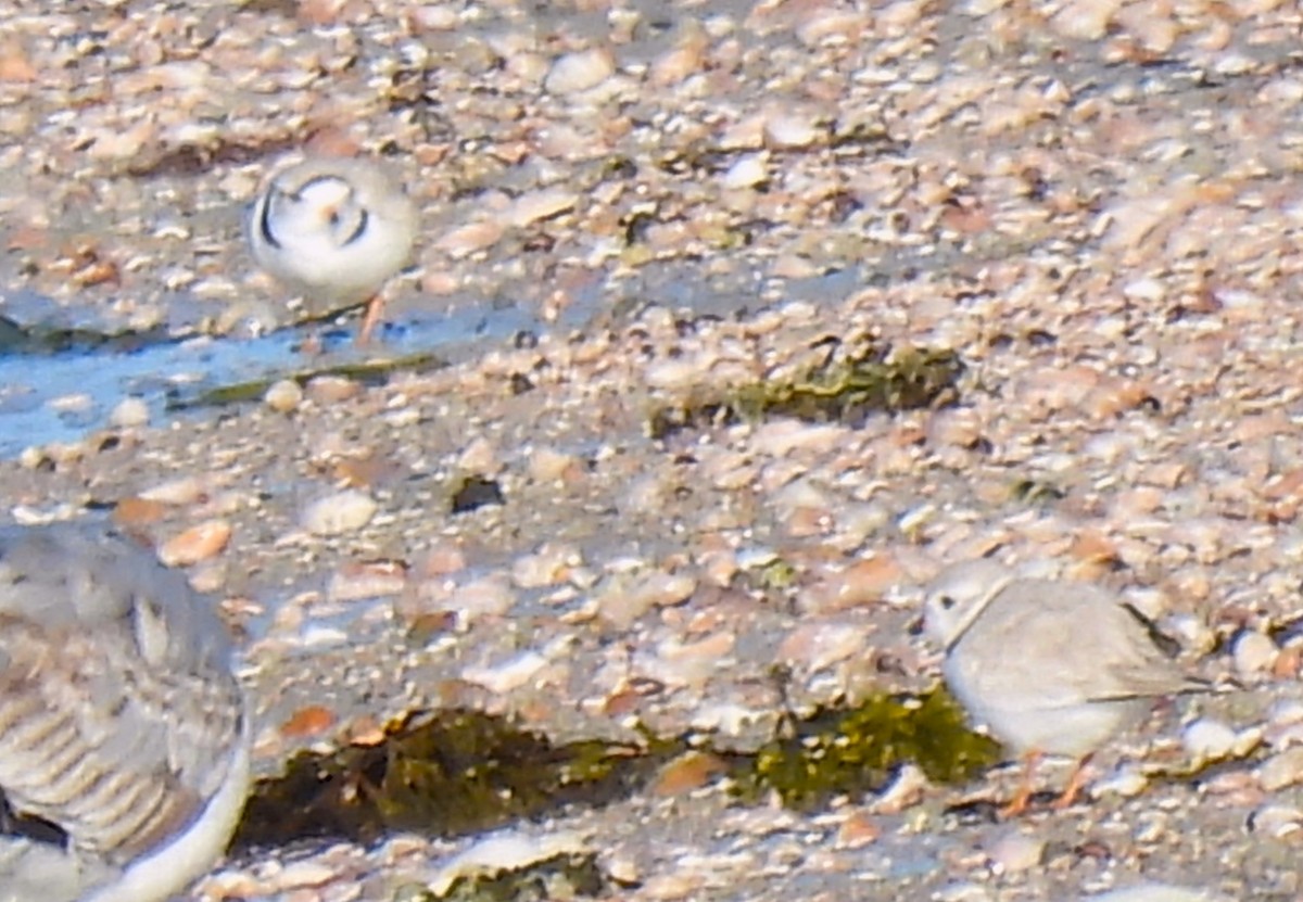 Piping Plover - ML616282950