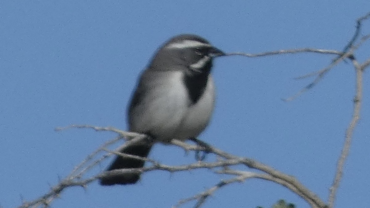Black-throated Sparrow - ML616283163