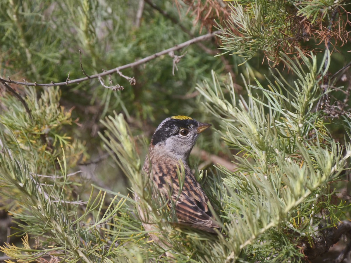 Golden-crowned Sparrow - ML616283211