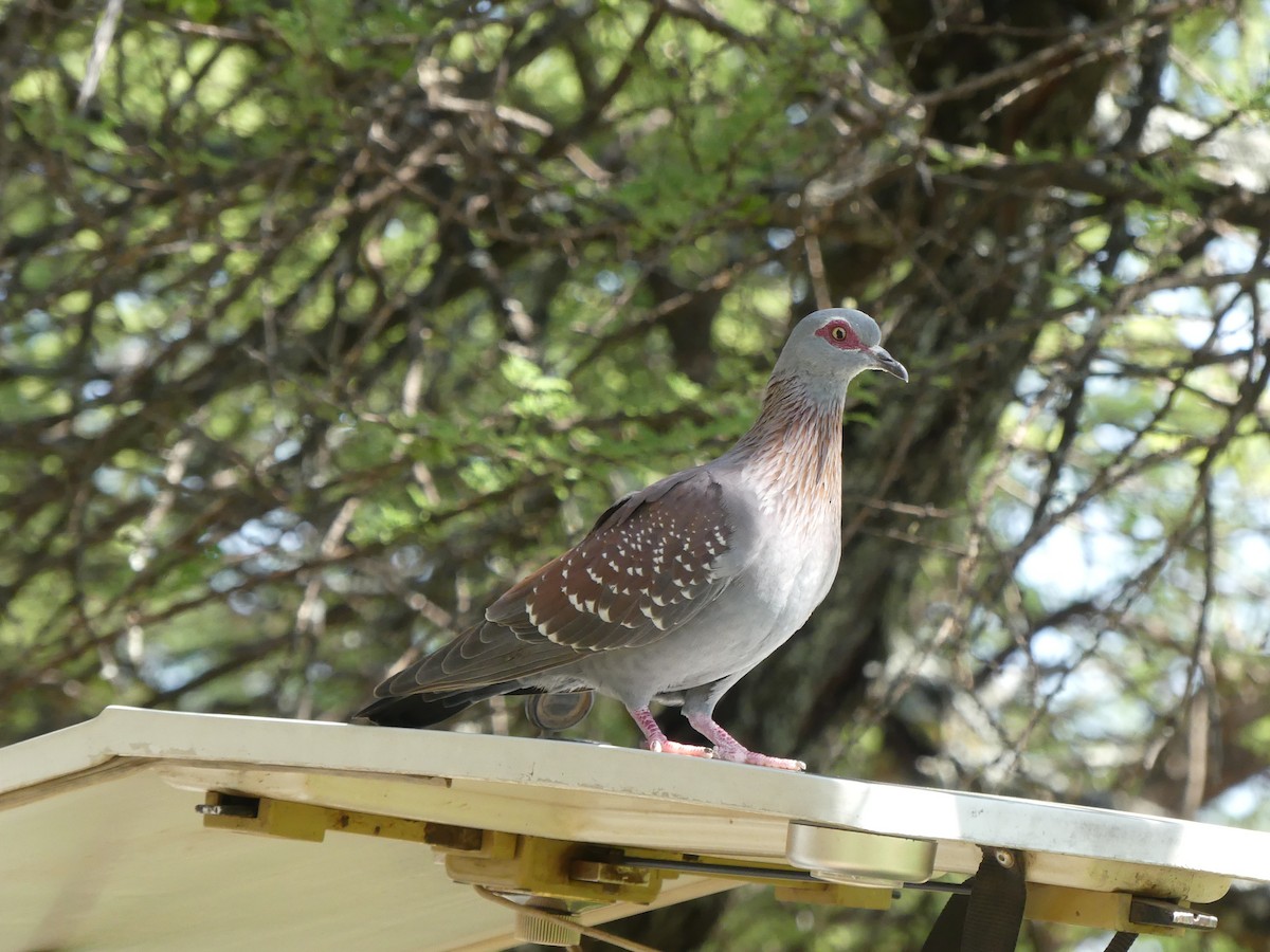 Speckled Pigeon - ML616283338