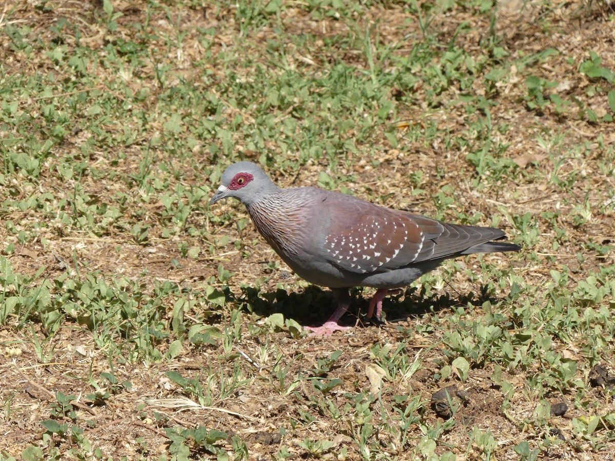 Speckled Pigeon - ML616283342