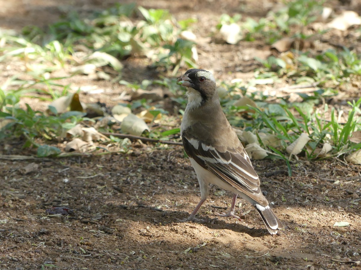 White-browed Sparrow-Weaver - Guy RUFRAY
