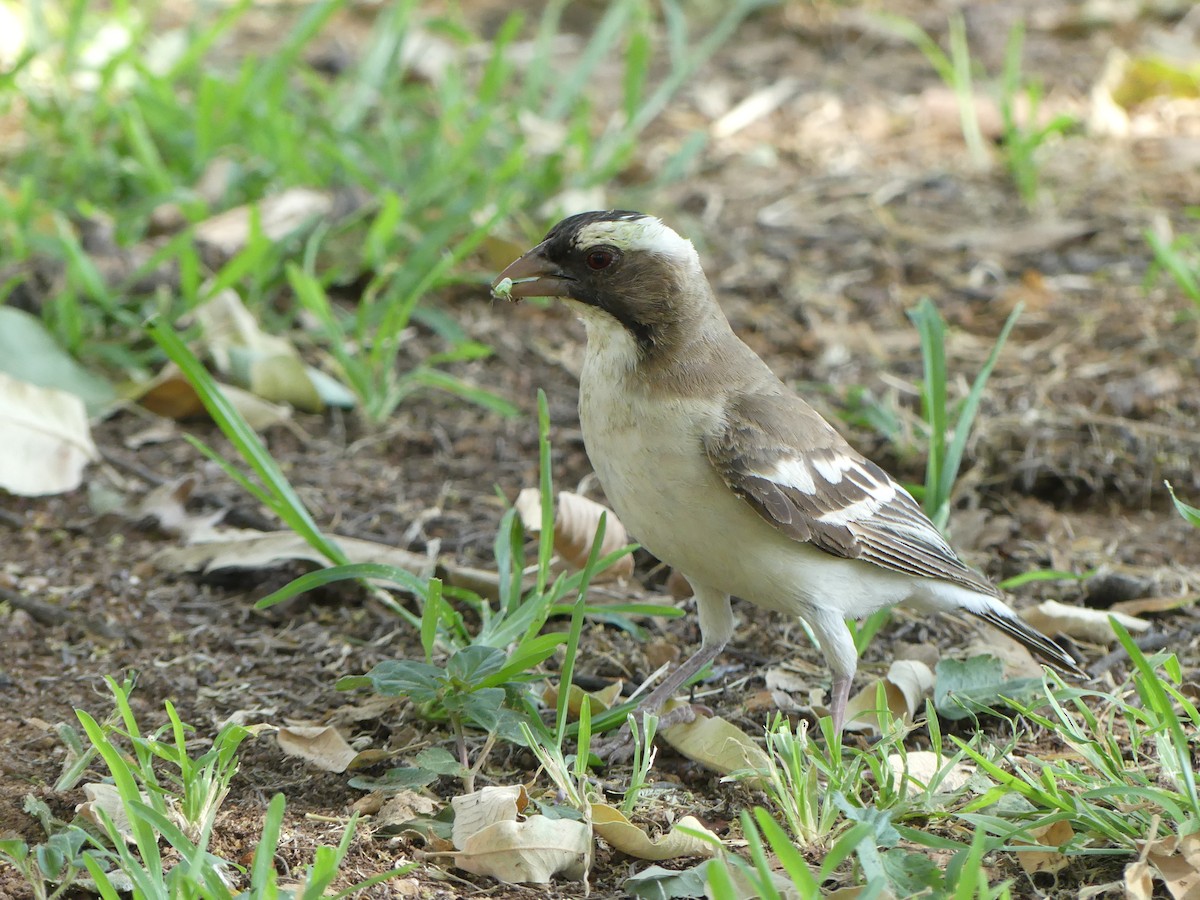 White-browed Sparrow-Weaver - Guy RUFRAY