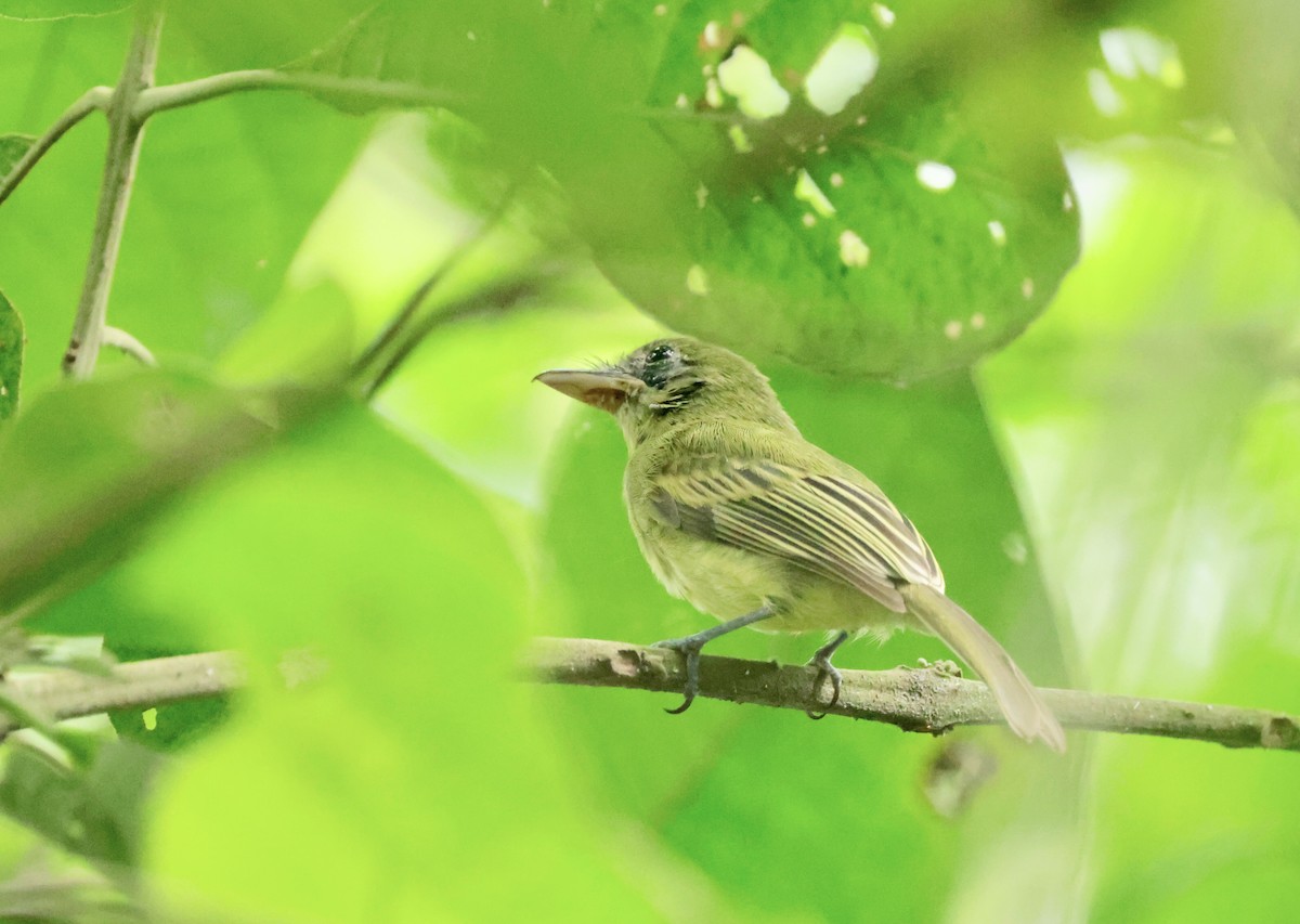 Western Olivaceous Flatbill - ML616283603