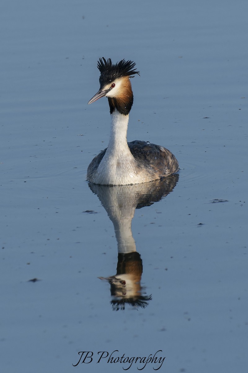 Great Crested Grebe - ML616283761