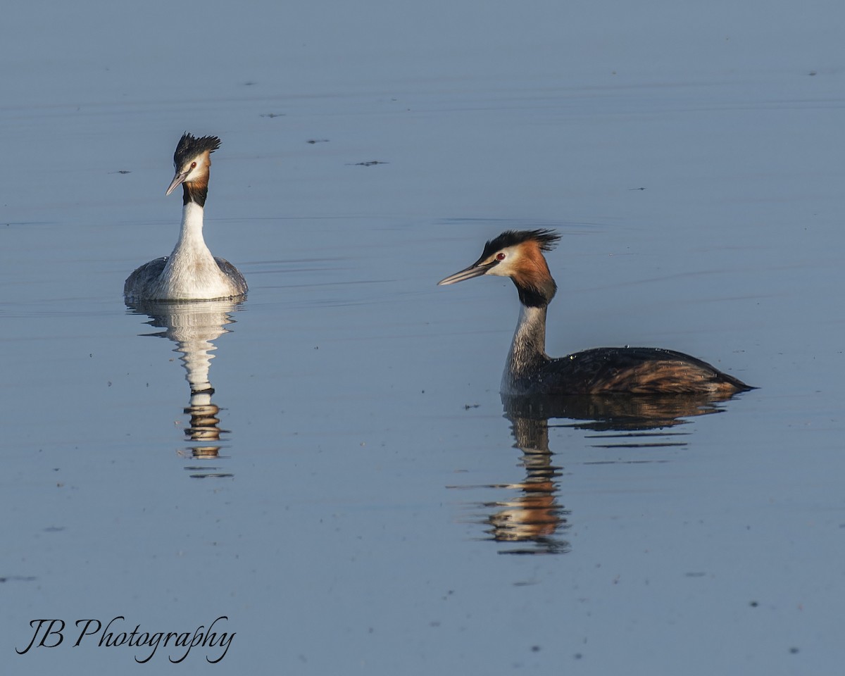 Great Crested Grebe - ML616283762