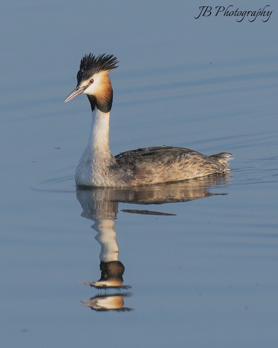 Great Crested Grebe - ML616283763