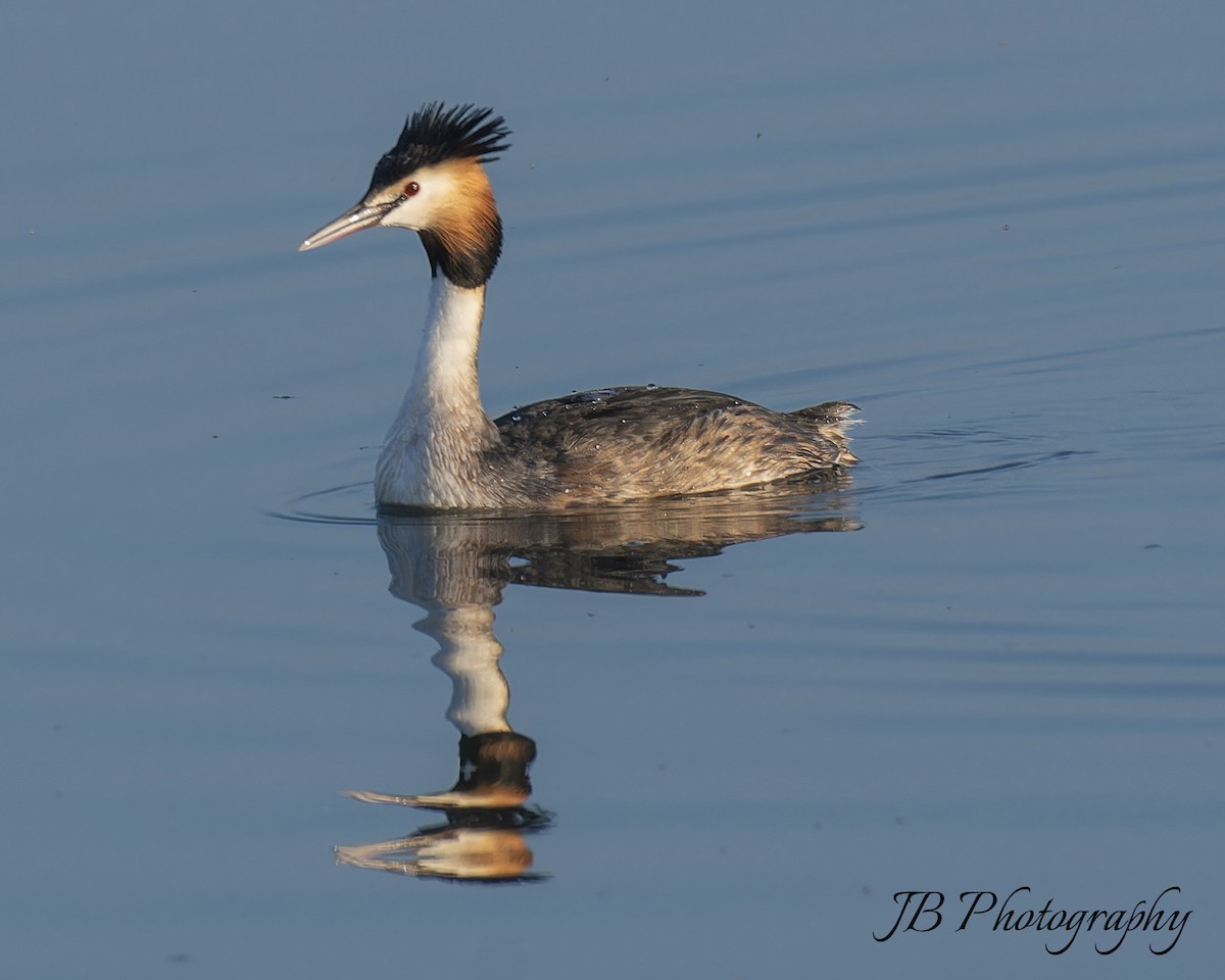 Great Crested Grebe - ML616283764
