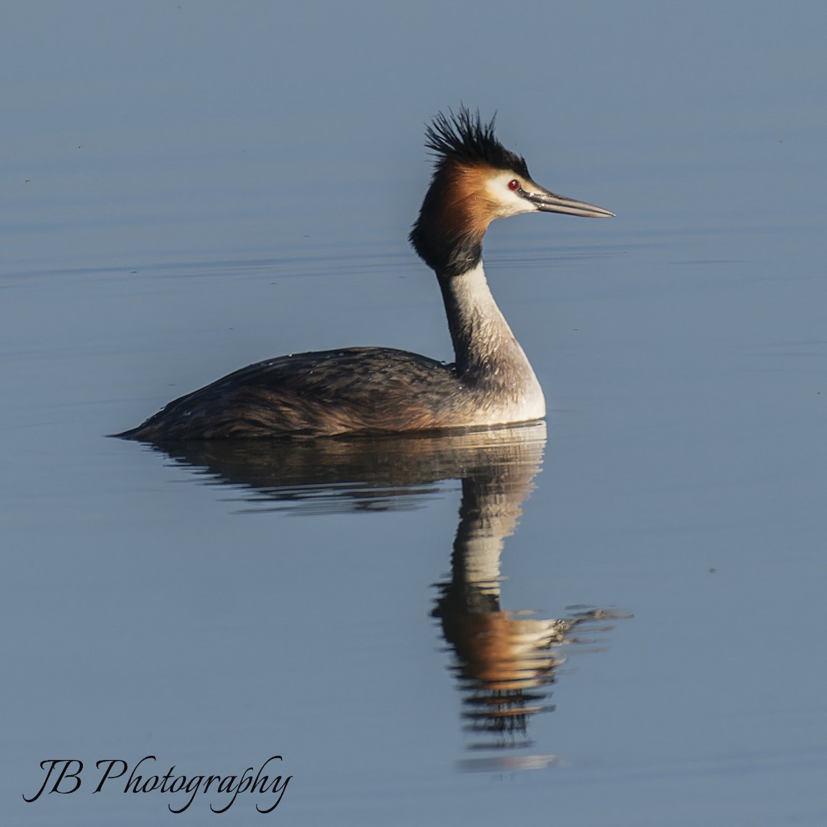 Great Crested Grebe - ML616283765