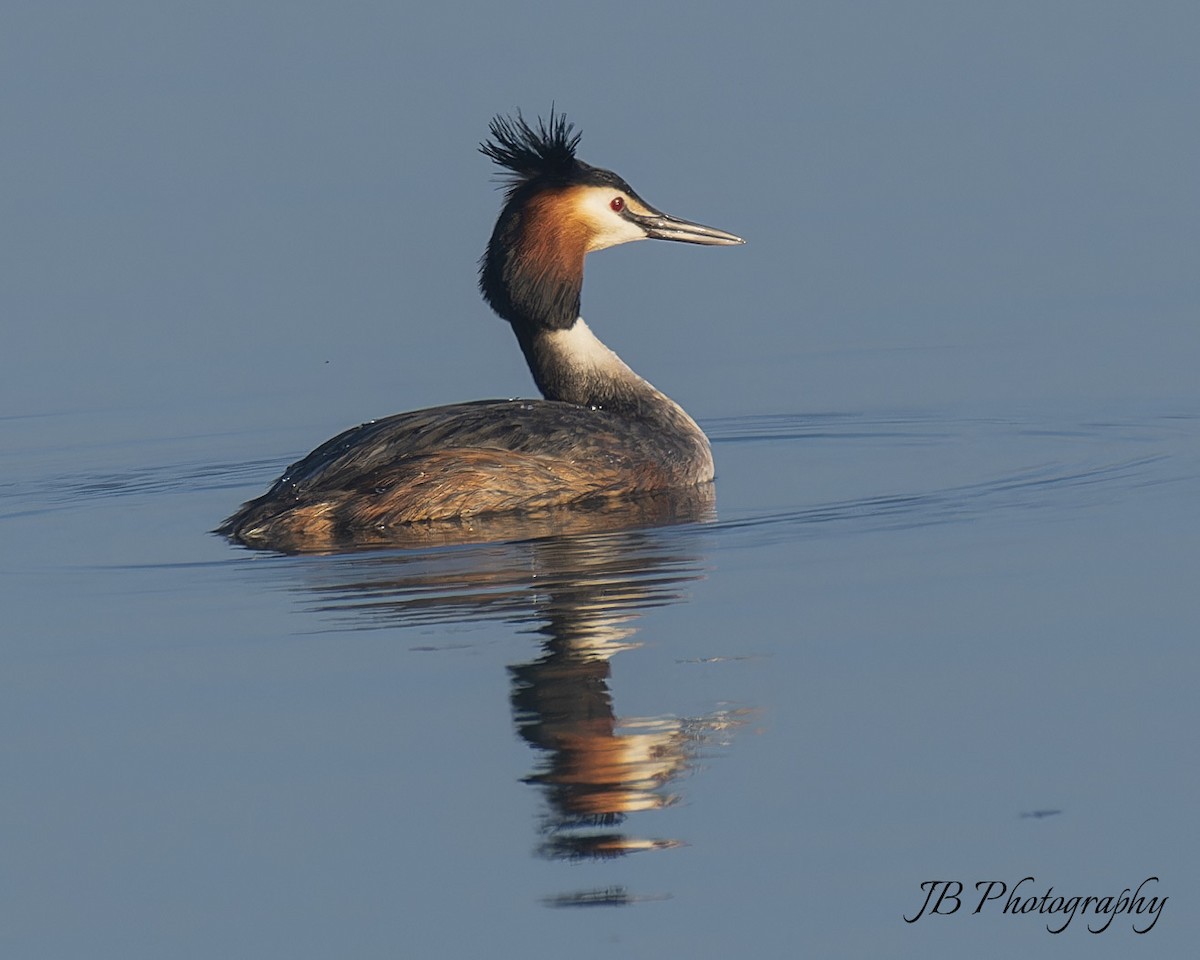Great Crested Grebe - ML616283766