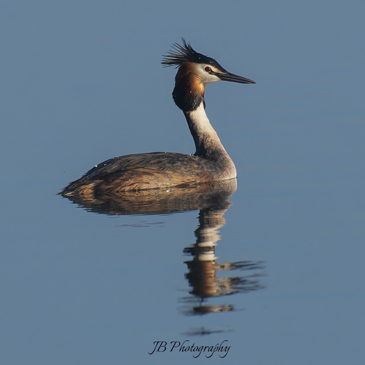 Great Crested Grebe - ML616283767