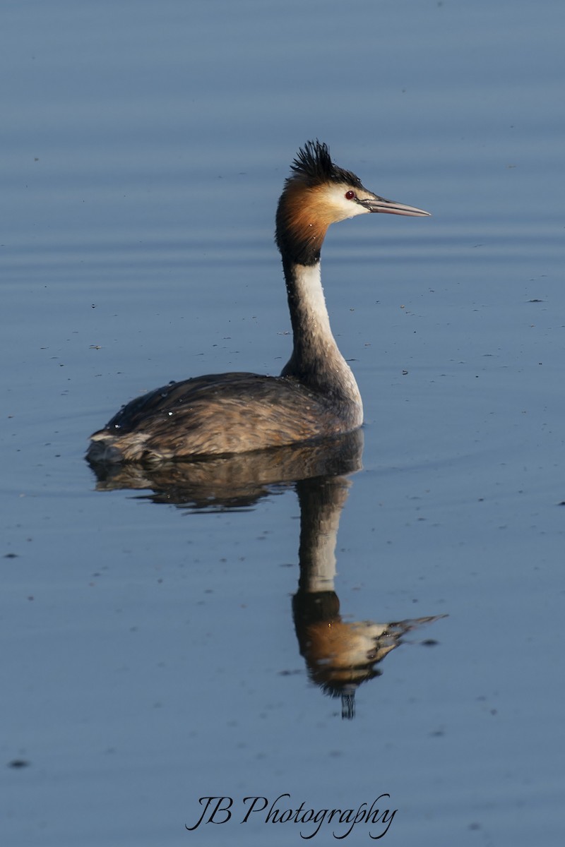 Great Crested Grebe - ML616283768