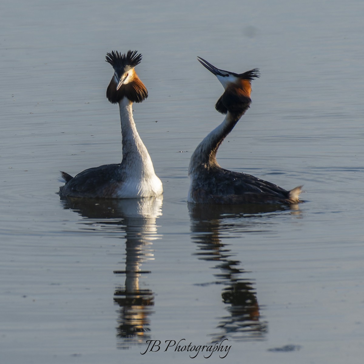 Great Crested Grebe - ML616283779