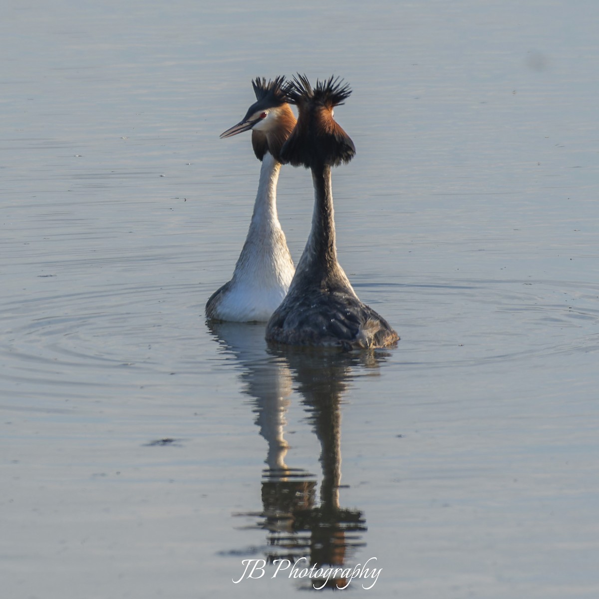 Great Crested Grebe - ML616283780