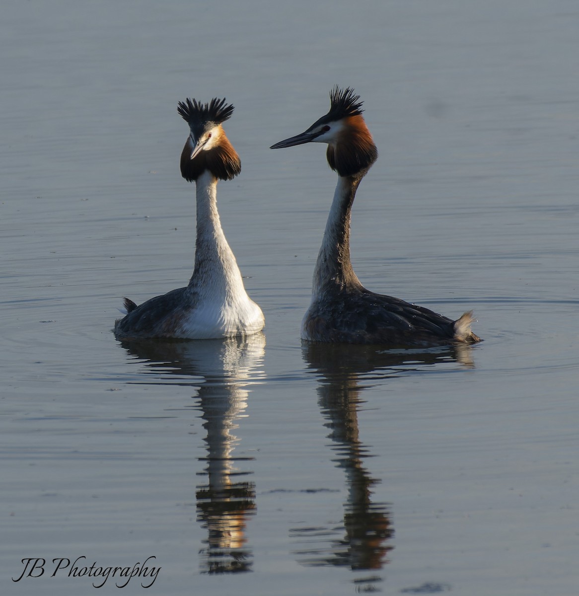 Great Crested Grebe - ML616283781