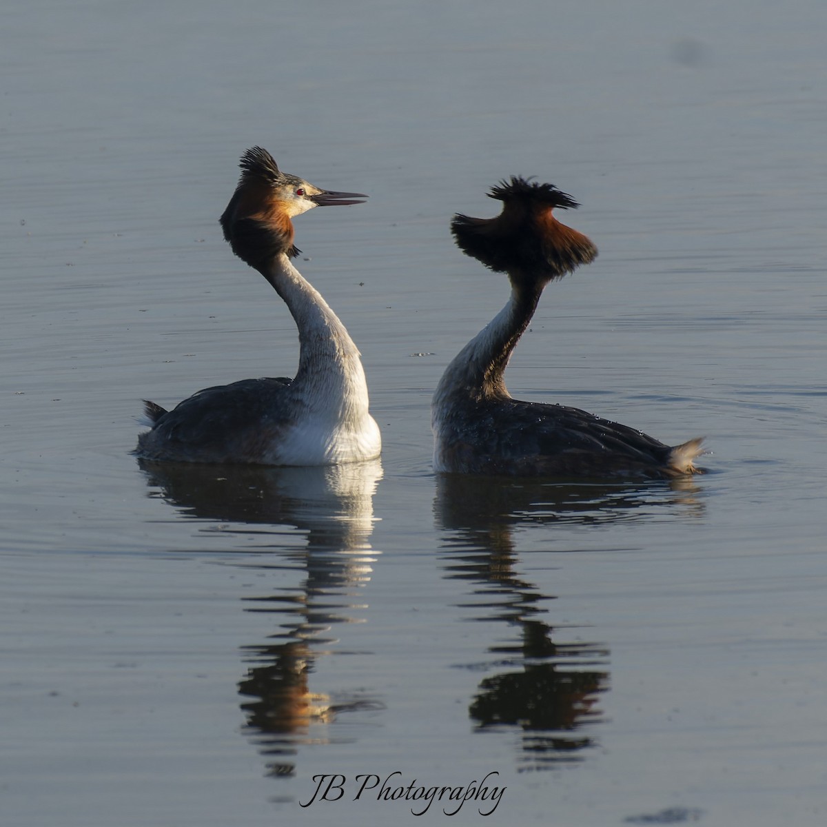 Great Crested Grebe - ML616283782