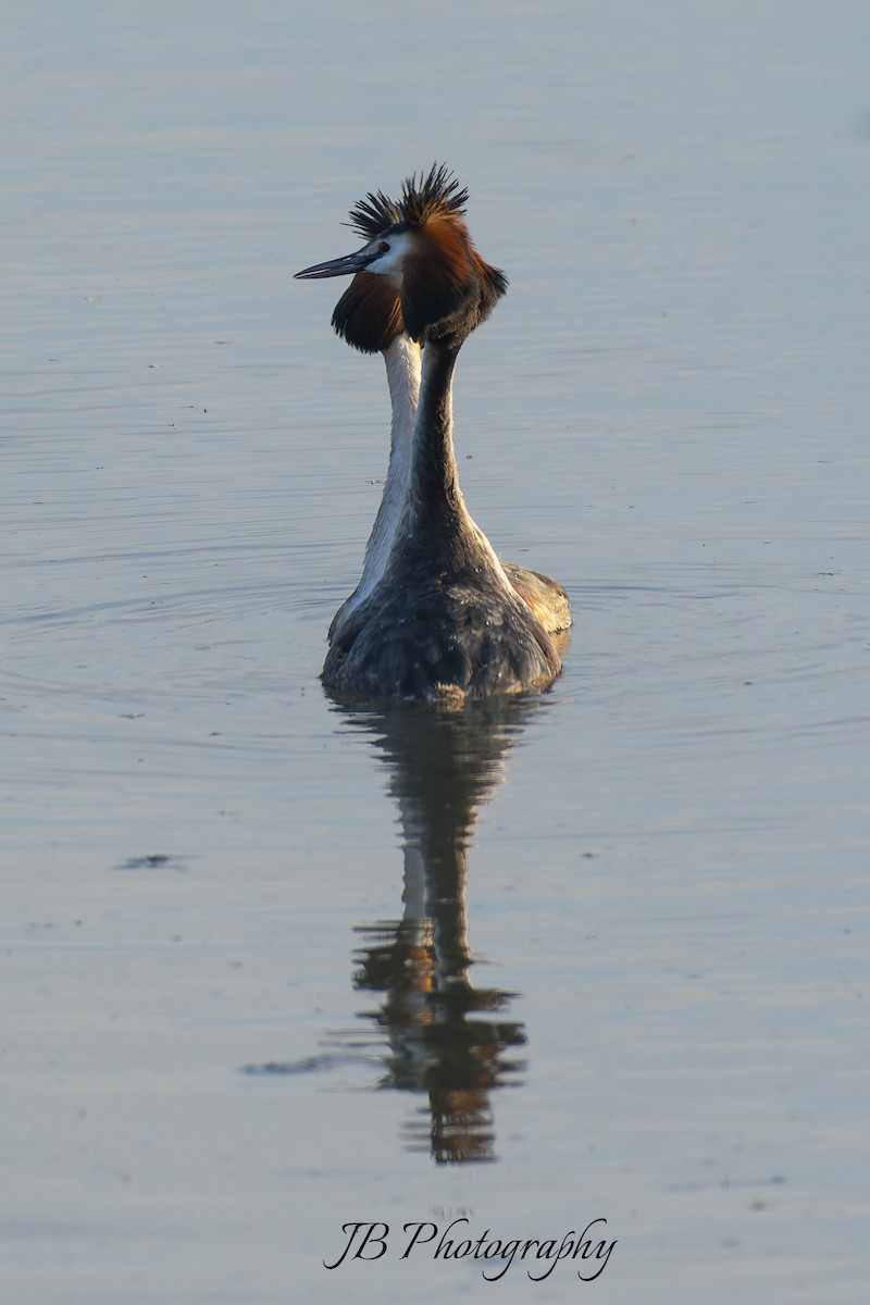 Great Crested Grebe - ML616283783