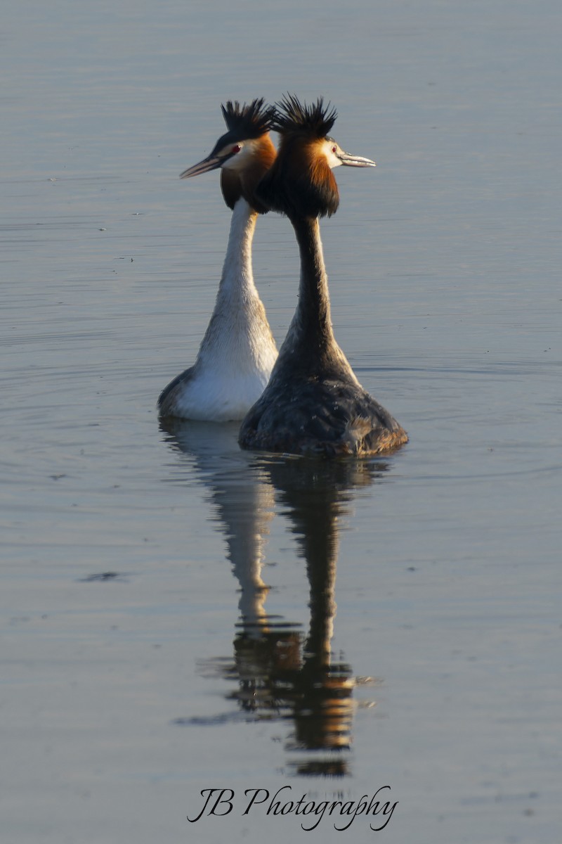 Great Crested Grebe - ML616283784
