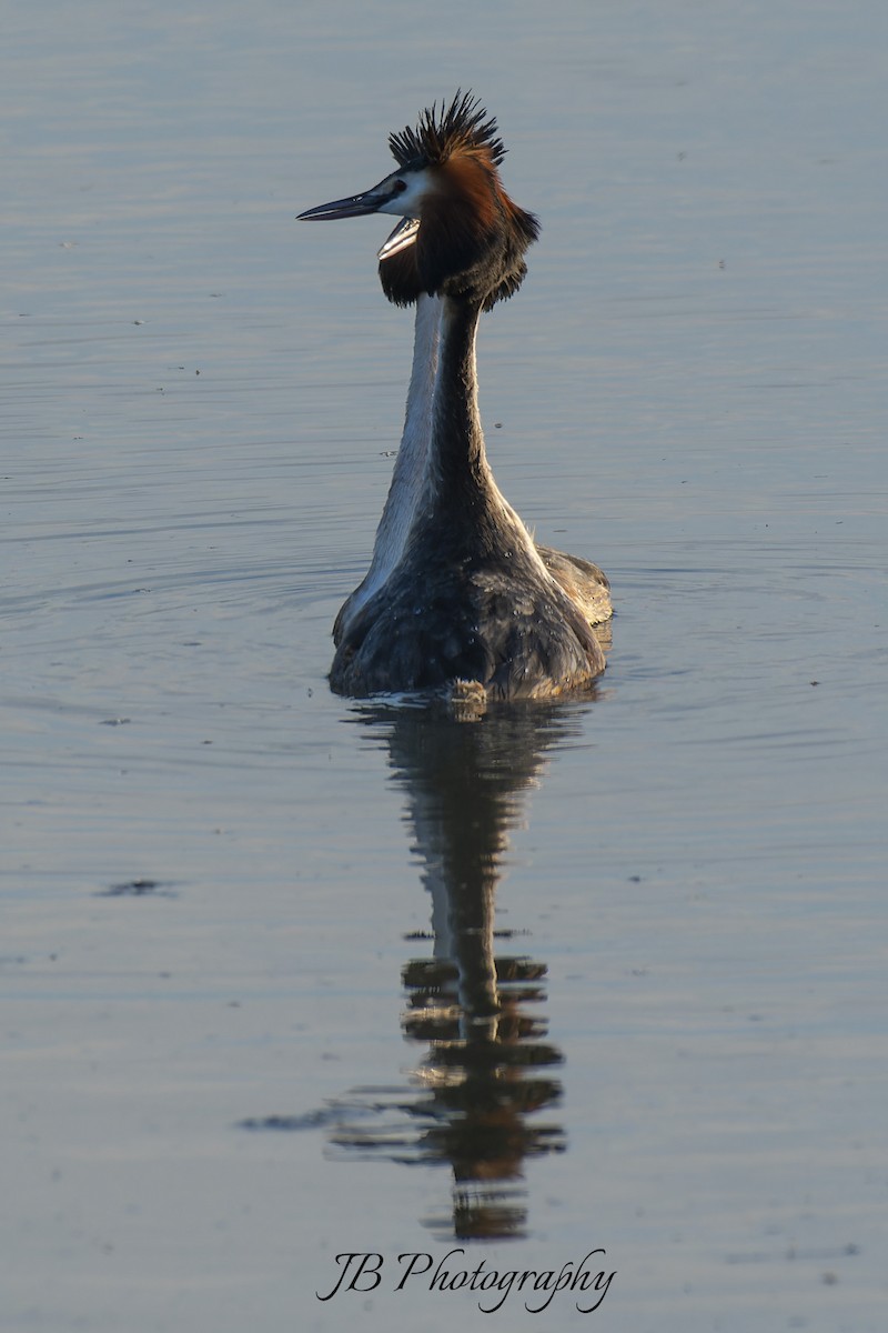 Great Crested Grebe - ML616283785