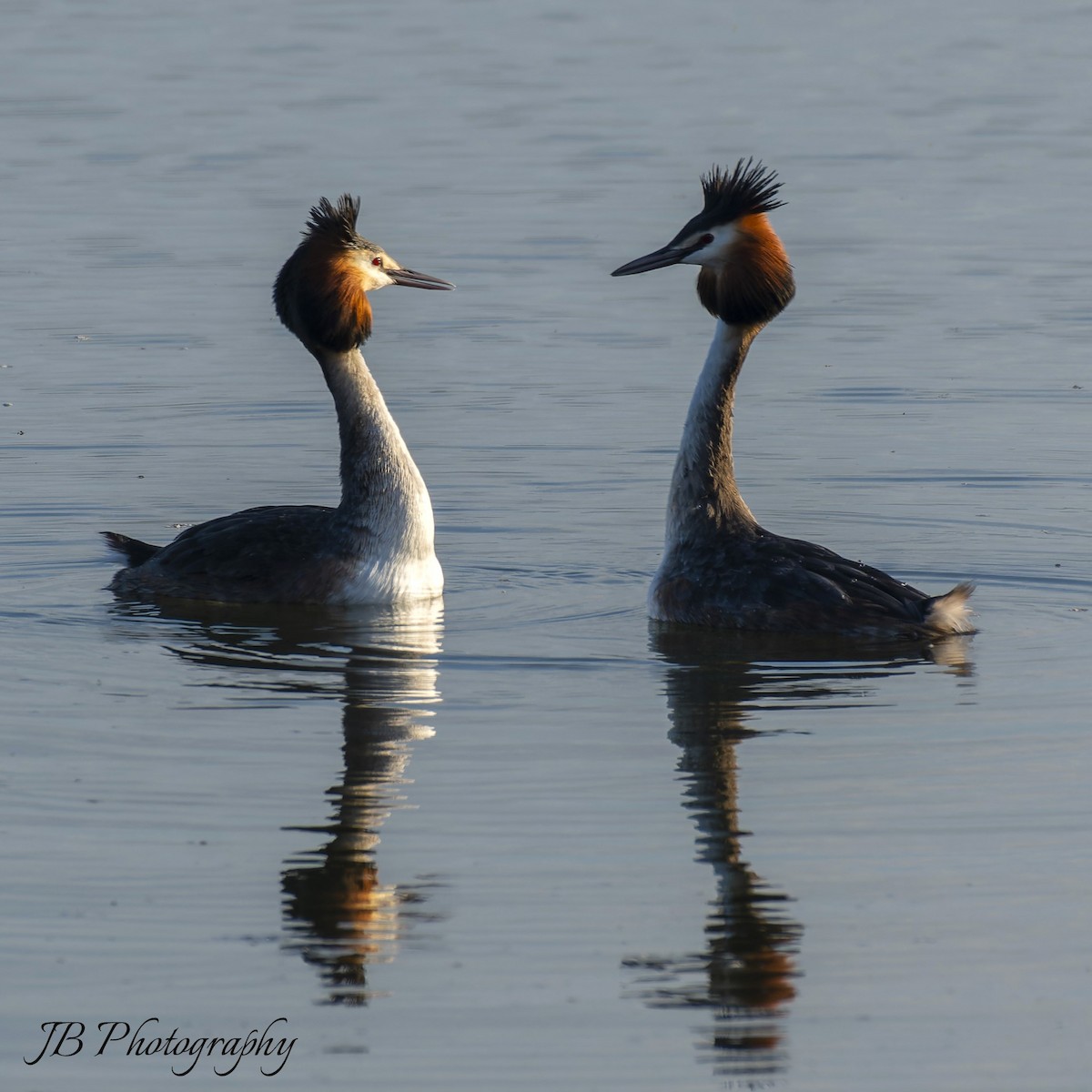 Great Crested Grebe - ML616283786