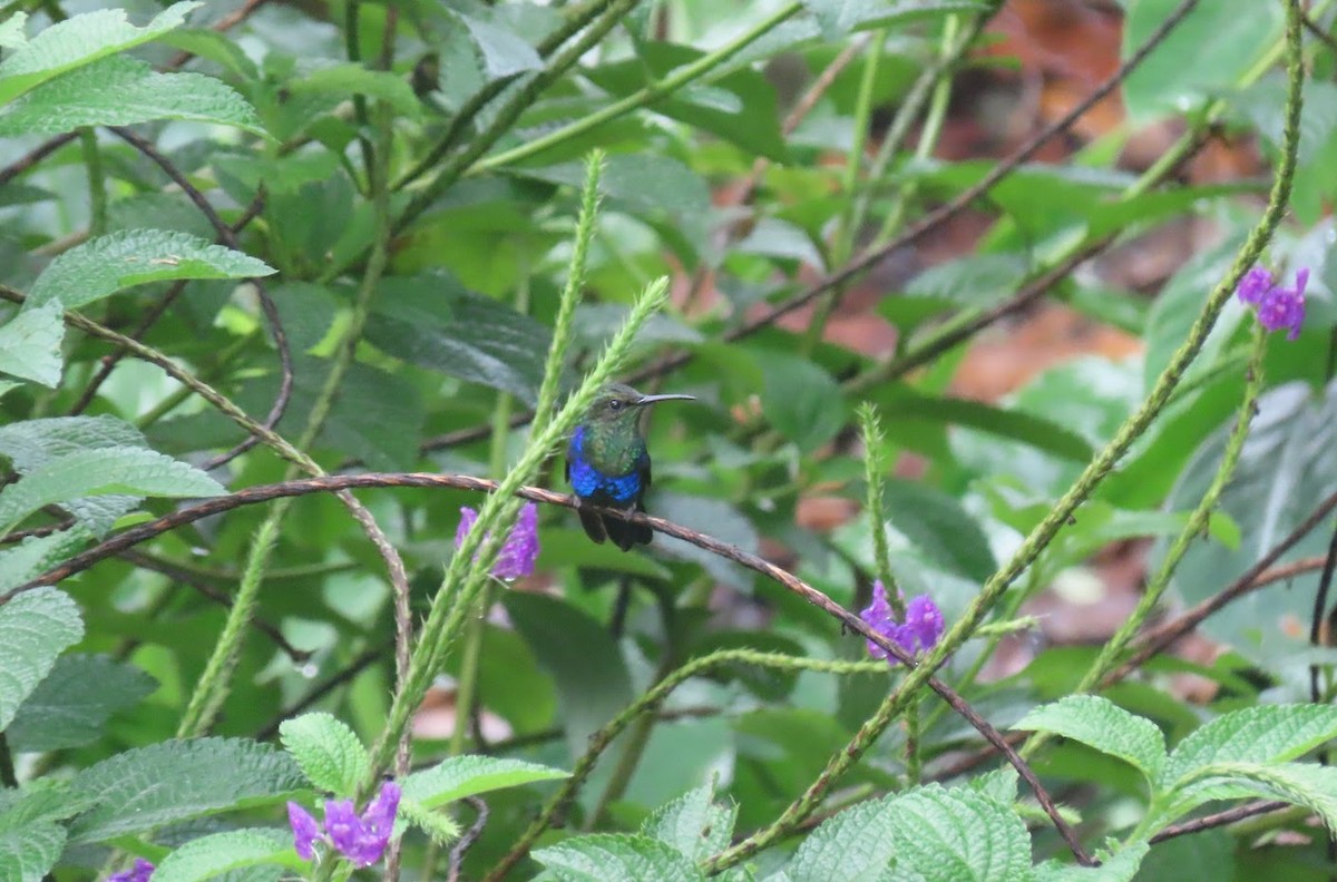 kolibřík nymfový - ML616283829