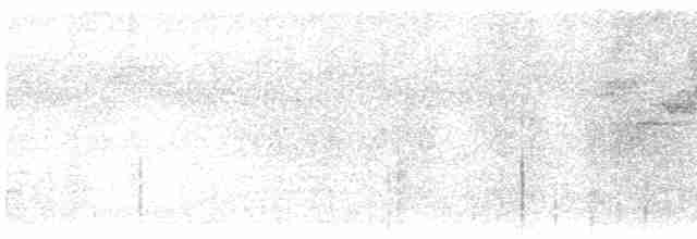 Gray-bellied Tesia - ML616283843