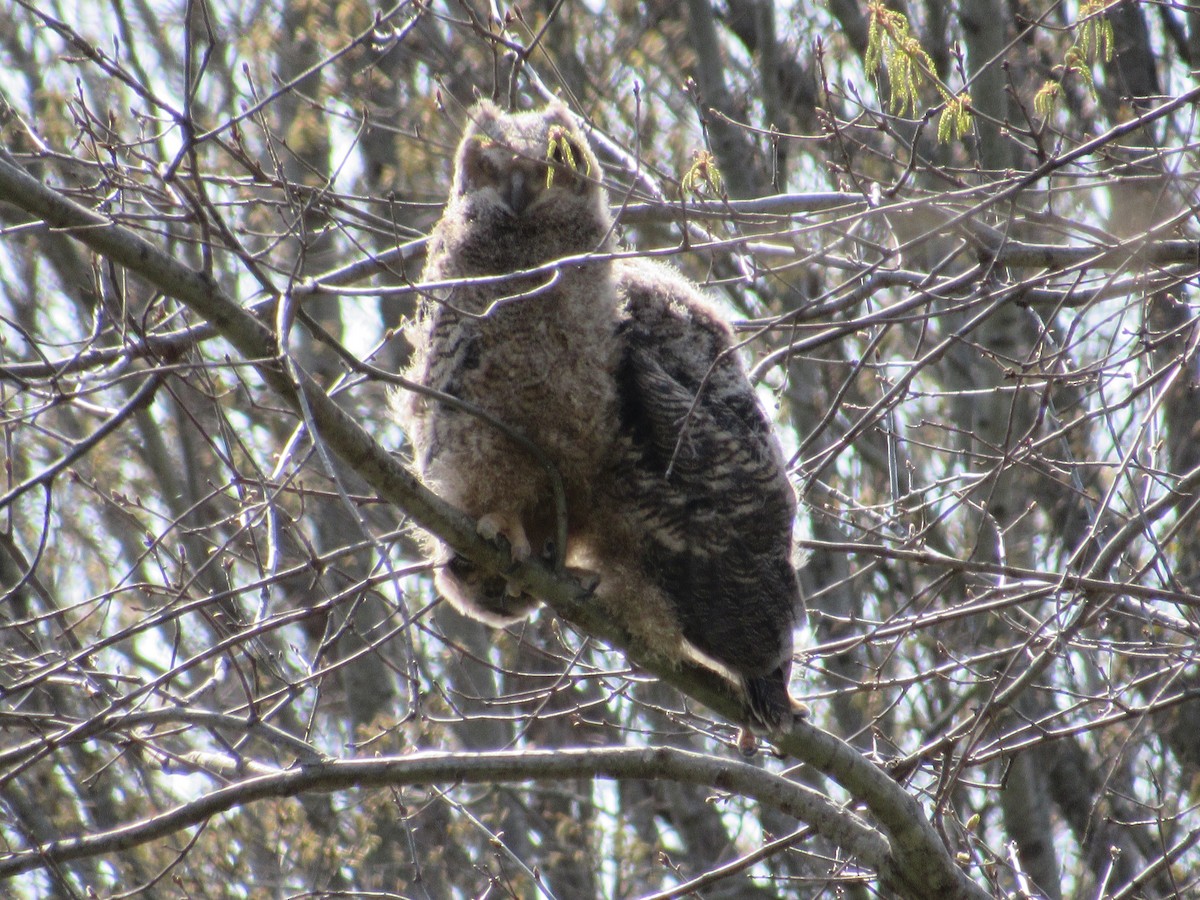 Great Horned Owl - ML616283908