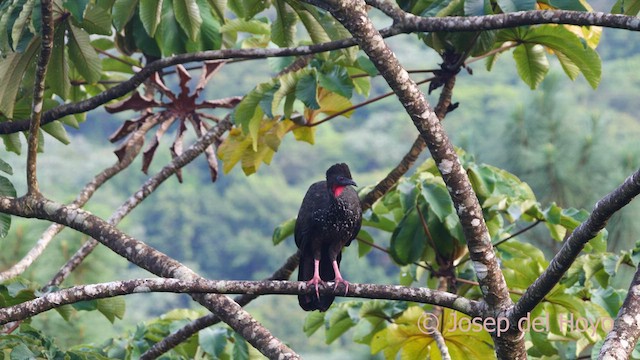 Crested Guan - ML616284159