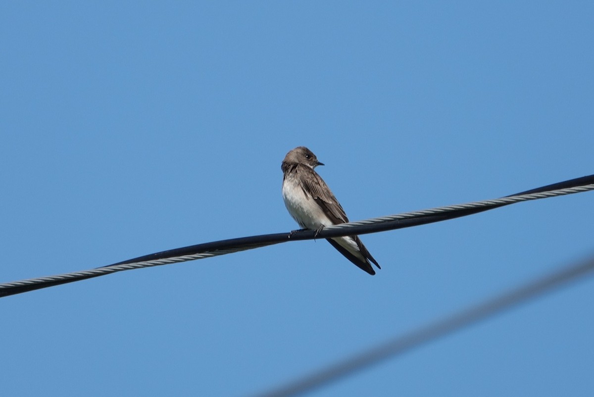 Northern Rough-winged Swallow - ML616284530