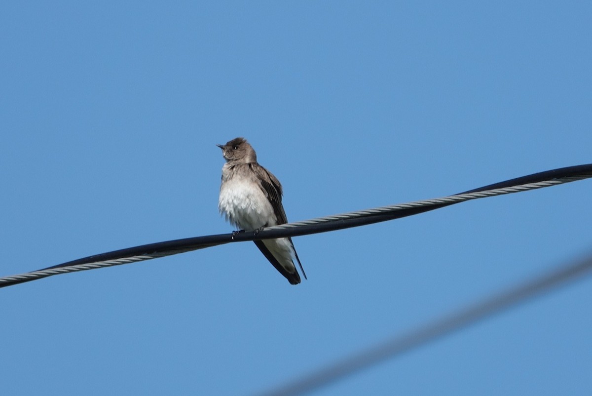 Northern Rough-winged Swallow - ML616284583
