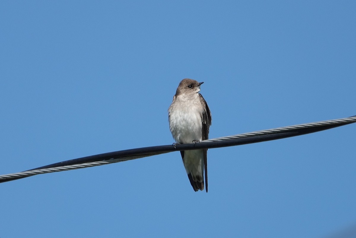 Northern Rough-winged Swallow - ML616284616