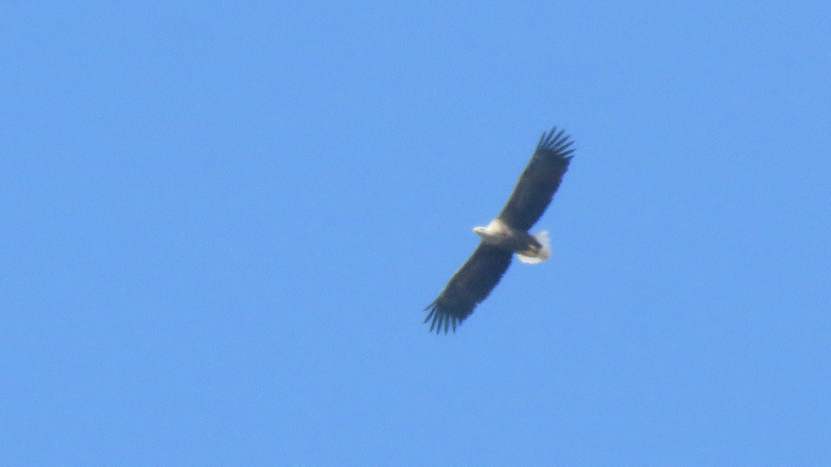 White-tailed Eagle - ML616284633
