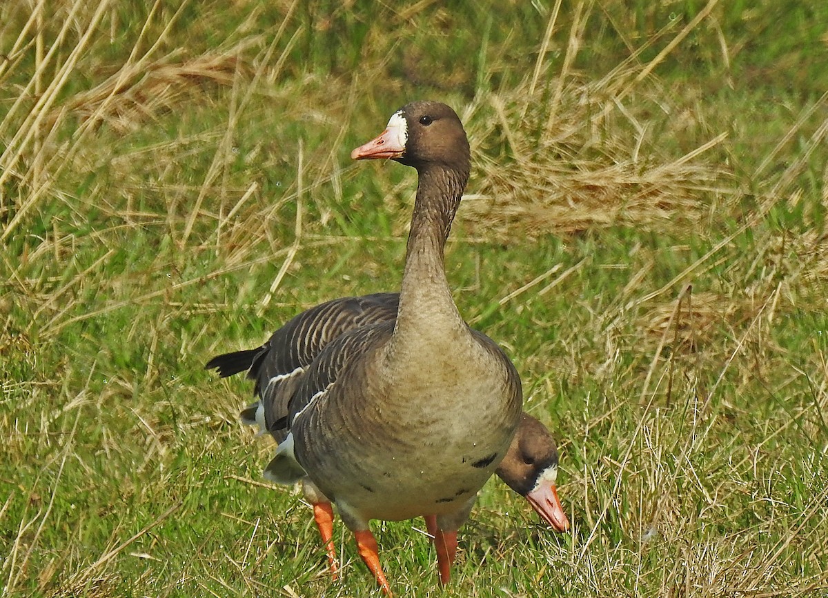 Greater White-fronted Goose - ML616284829
