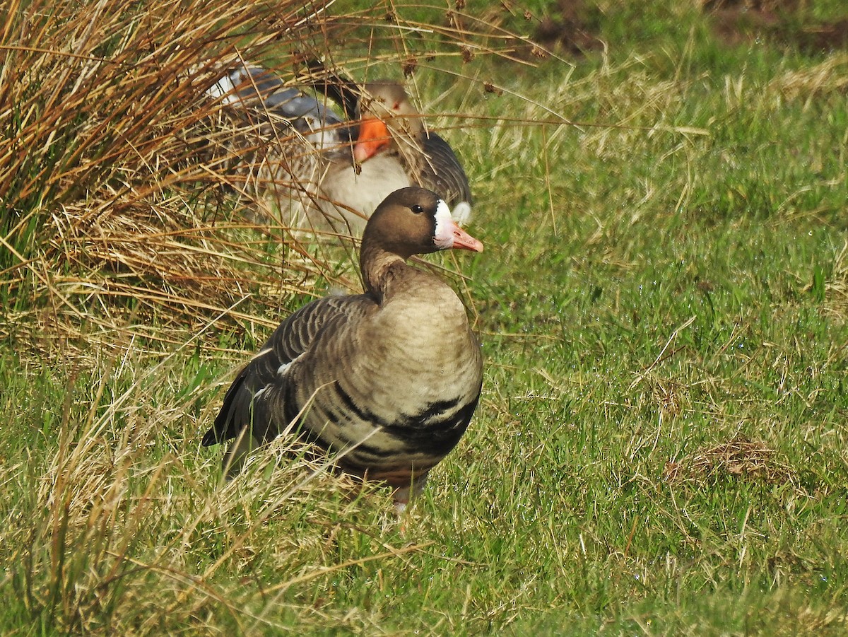 Greater White-fronted Goose - ML616284830