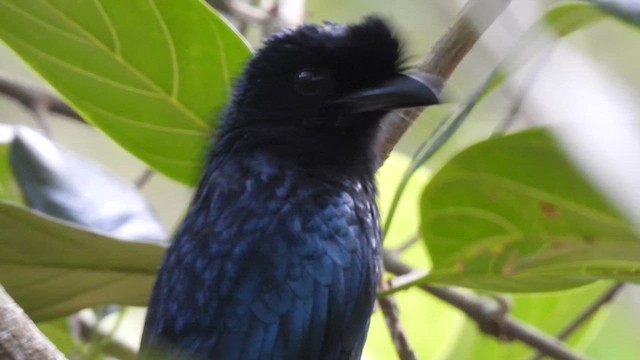 Greater Racket-tailed Drongo - ML616284836