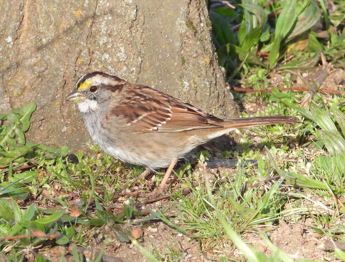 White-throated Sparrow - ML616284902