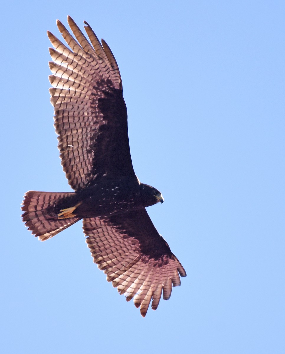 Zone-tailed Hawk - ML616284993