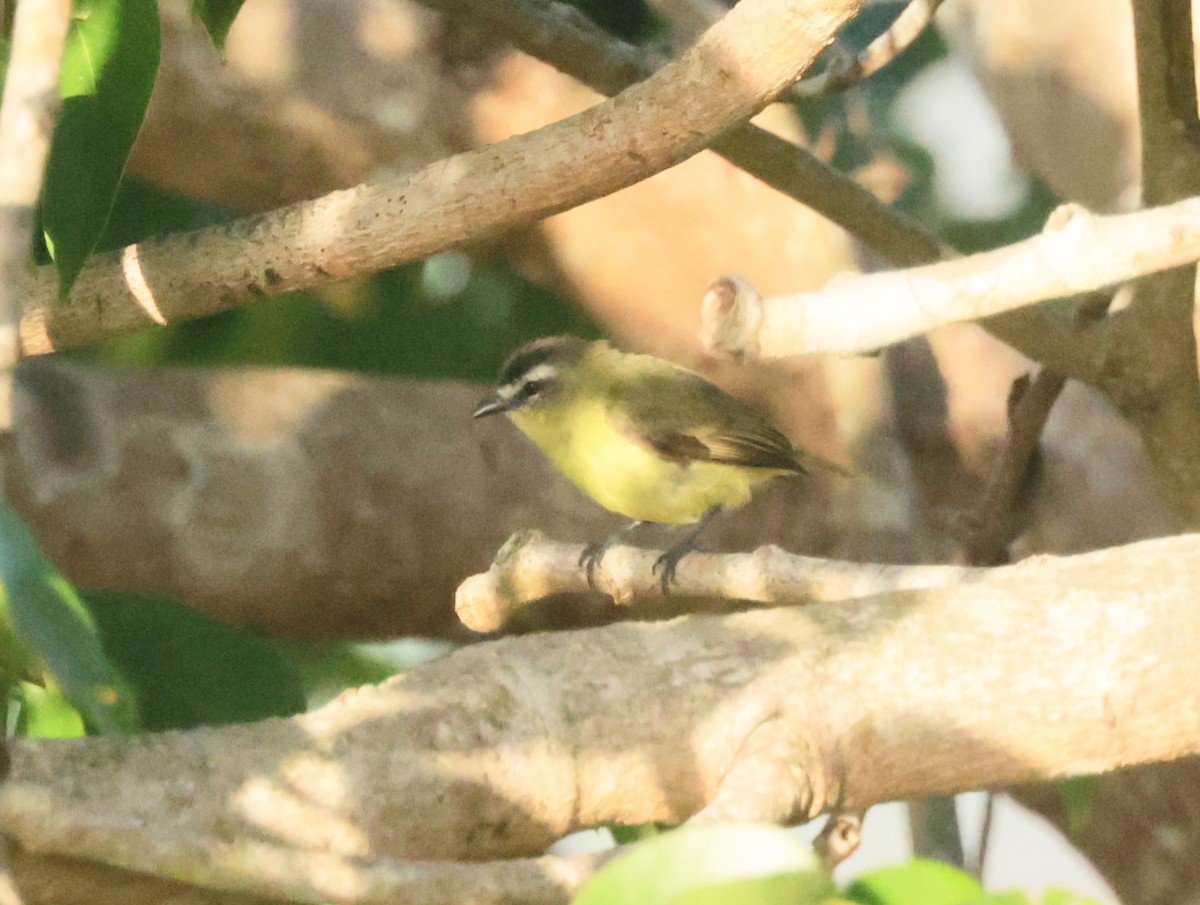 Brown-capped Tyrannulet - ML616285005