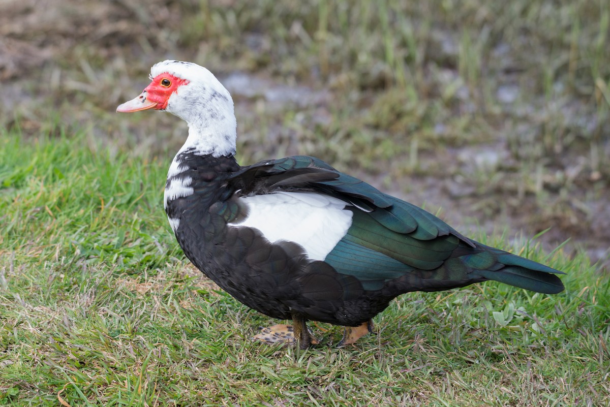 Muscovy Duck (Domestic type) - ML616285067