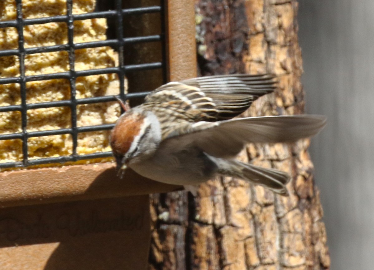Chipping Sparrow - ML616285101