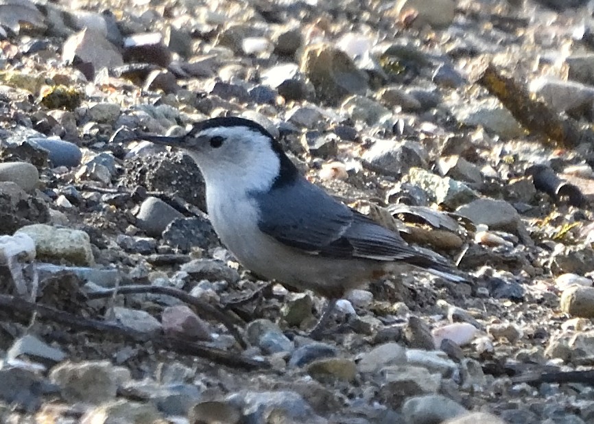 White-breasted Nuthatch (Pacific) - ML616285193