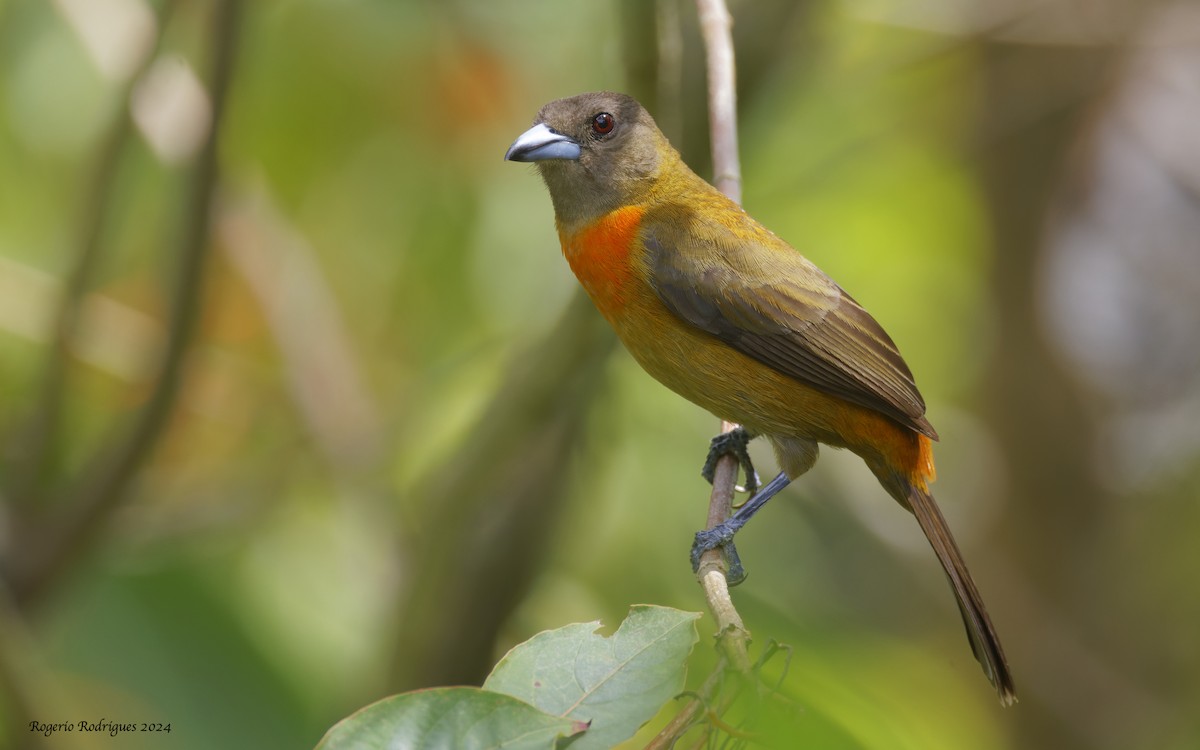 Scarlet-rumped Tanager (Cherrie's) - ML616285224