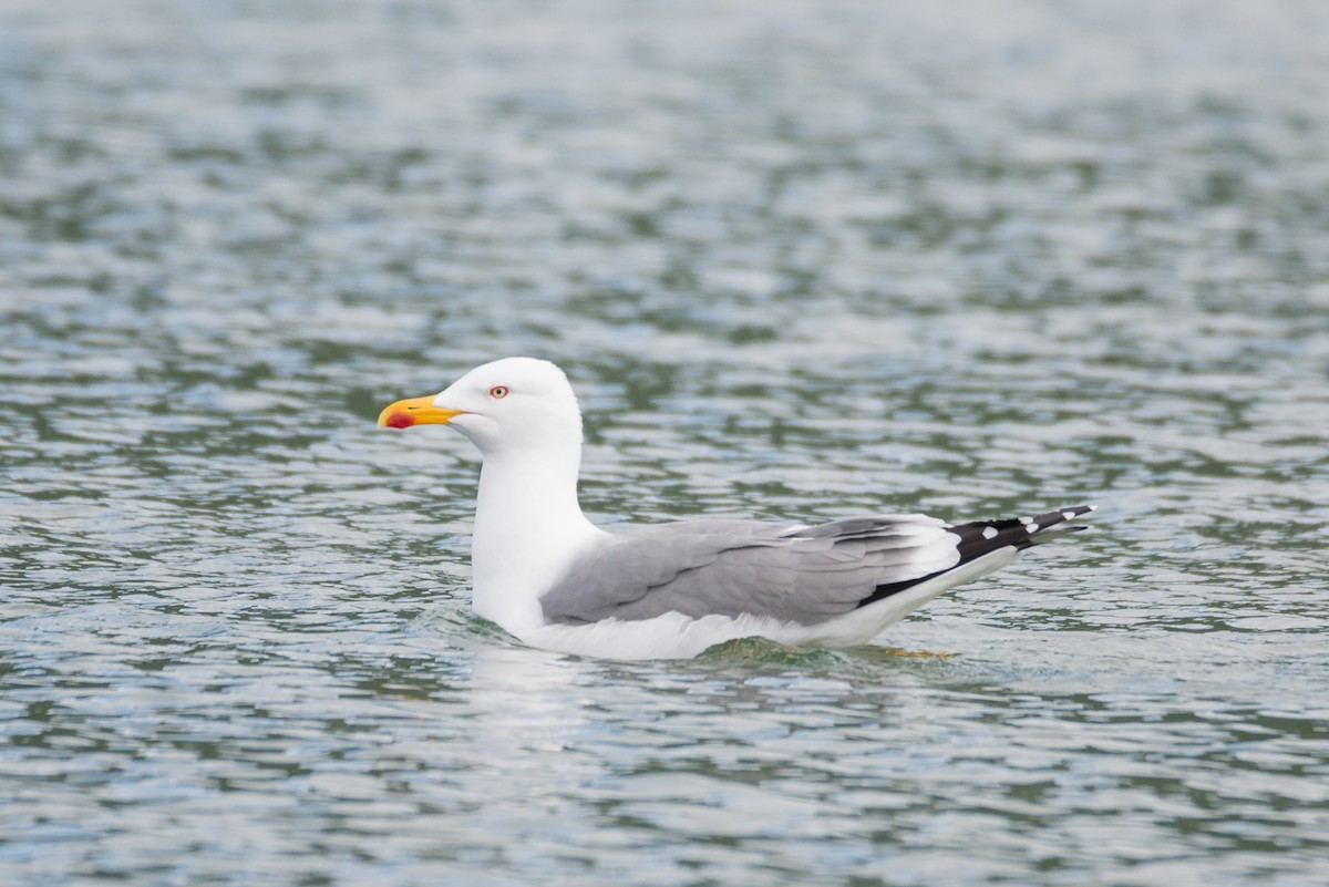 Yellow-legged Gull (atlantis) - Toni Pons