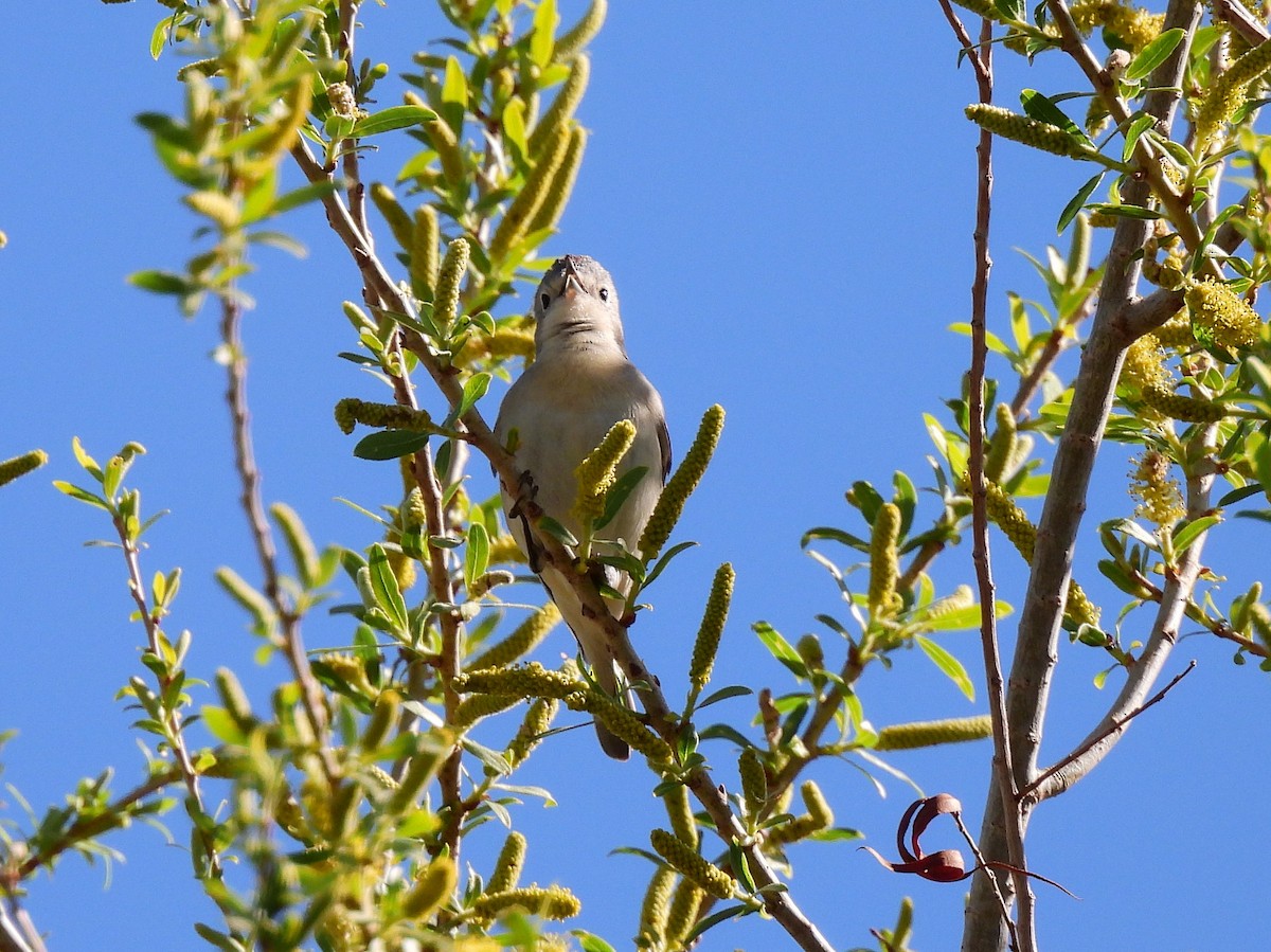 Lucy's Warbler - ML616285411