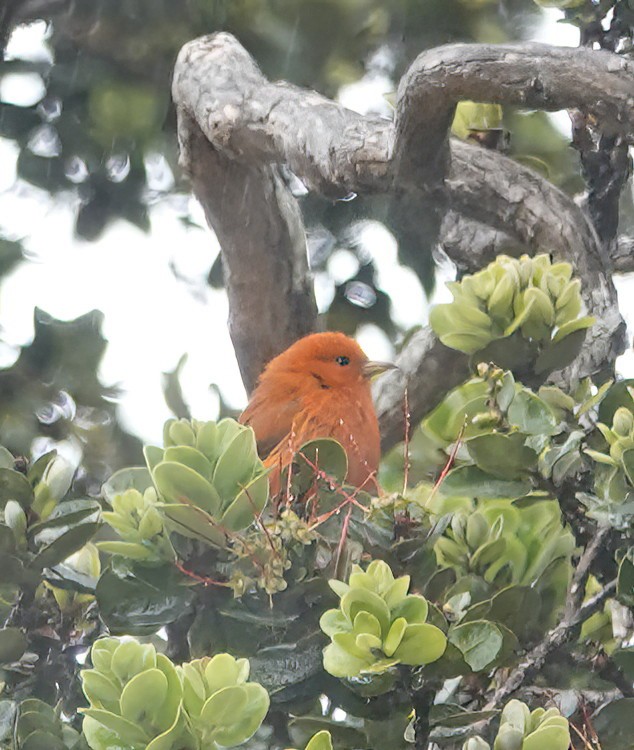 Hawaii-Akepakleidervogel - ML616285608
